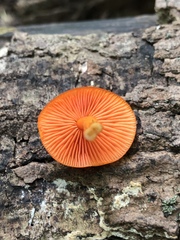 Mycena leaiana