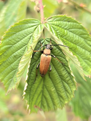 Red Pine Longhorn Beetle, 3941 EP Doorn, Netherlands, photo 6 of 10