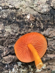 Mycena leaiana
