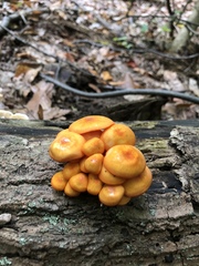 Mycena leaiana