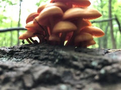 Mycena leaiana