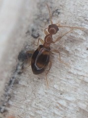 Acanthinus scitulus