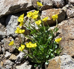 Ranunculus eschscholtzii oxynotus