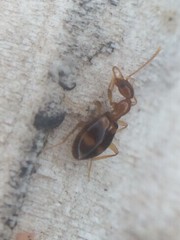 Acanthinus scitulus