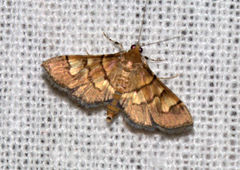 Syngamia falsidicalis