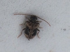 Ptinus texanus