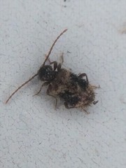 Ptinus texanus