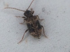 Ptinus texanus
