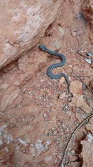 Vipera latastei