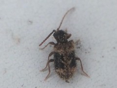 Ptinus texanus