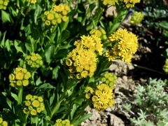 Solidago multiradiata multiradiata