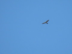 Accipiter nisus