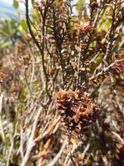 Epacris alpina
