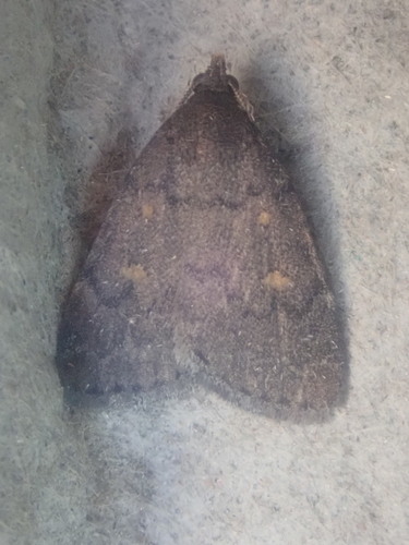 Orange-spotted Idia Moth photo 4