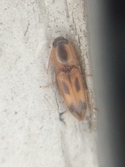 Aeolus scutellatus