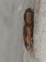 Aeolus scutellatus