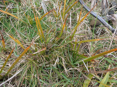 Libertia peregrinans