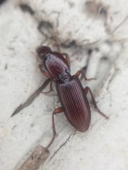 Stenomorphus californicus