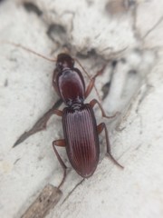 Stenomorphus californicus
