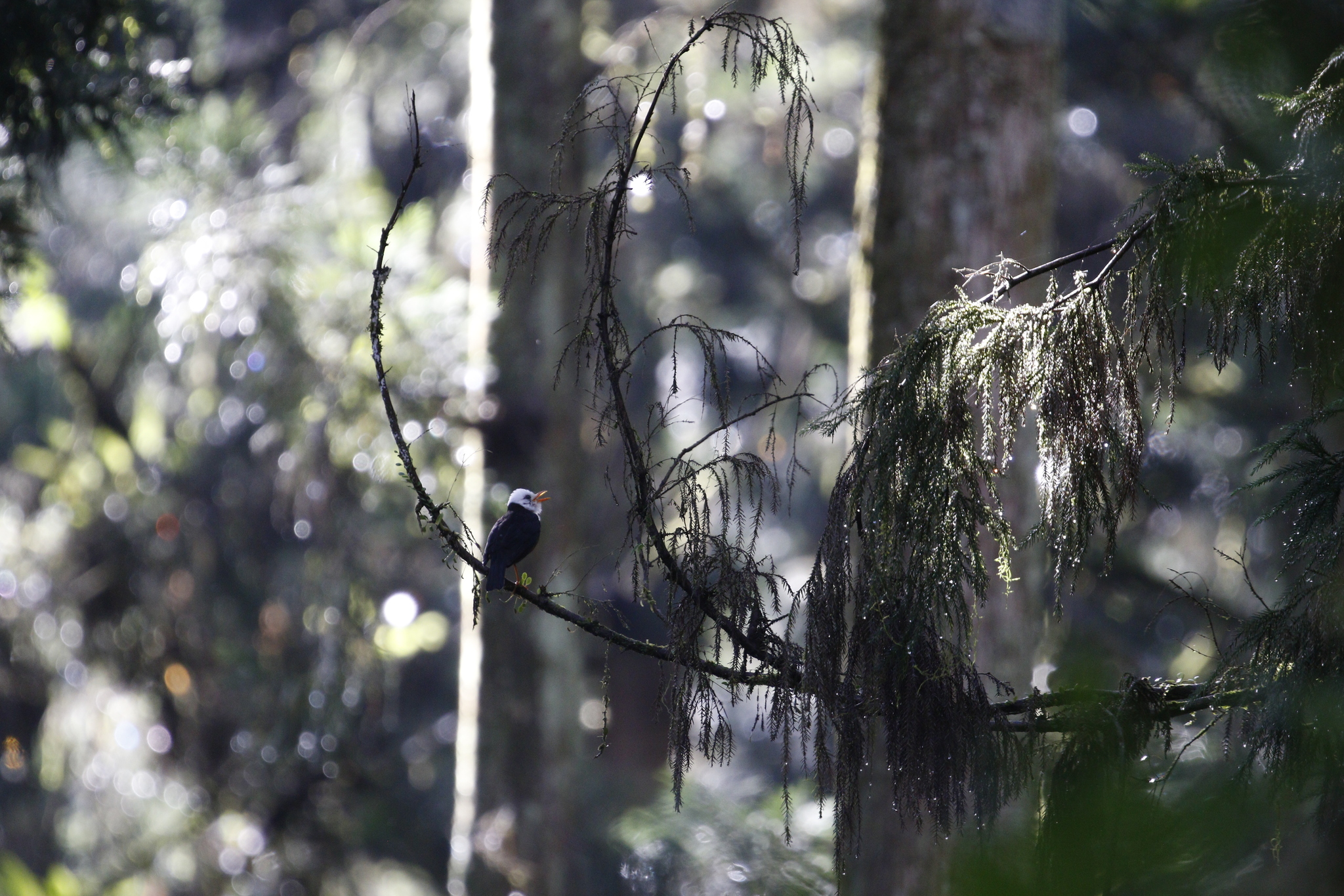 Taiwan Thrush illustration