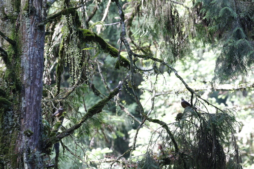 Taiwan Thrush (Turdus niveiceps), photo 5