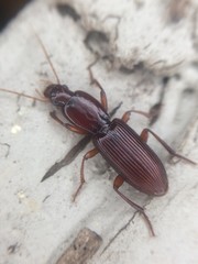 Stenomorphus californicus