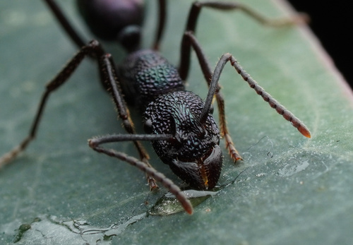 紫罗兰皱猛蚁Rhytidoponera violacea