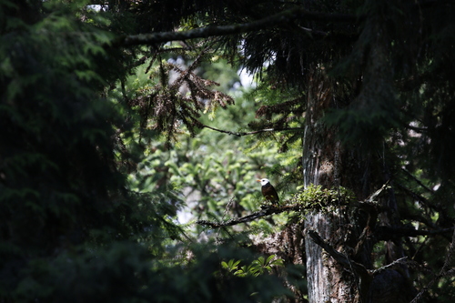 Taiwan Thrush (Turdus niveiceps), photo 8