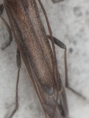 Styloxus fulleri