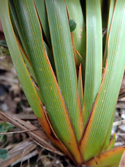 Libertia peregrinans
