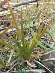 Libertia peregrinans