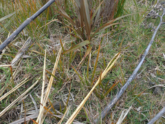 Libertia peregrinans
