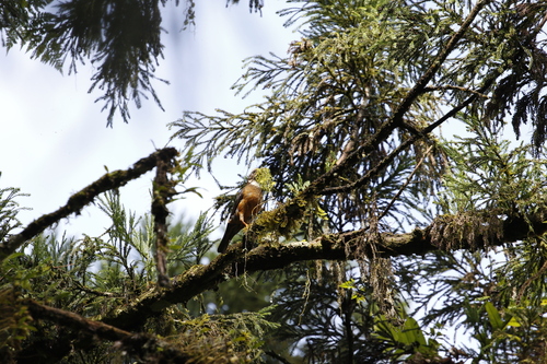 Taiwan Thrush (Turdus niveiceps), photo 7