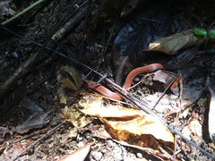 Calamaria grabowskyi