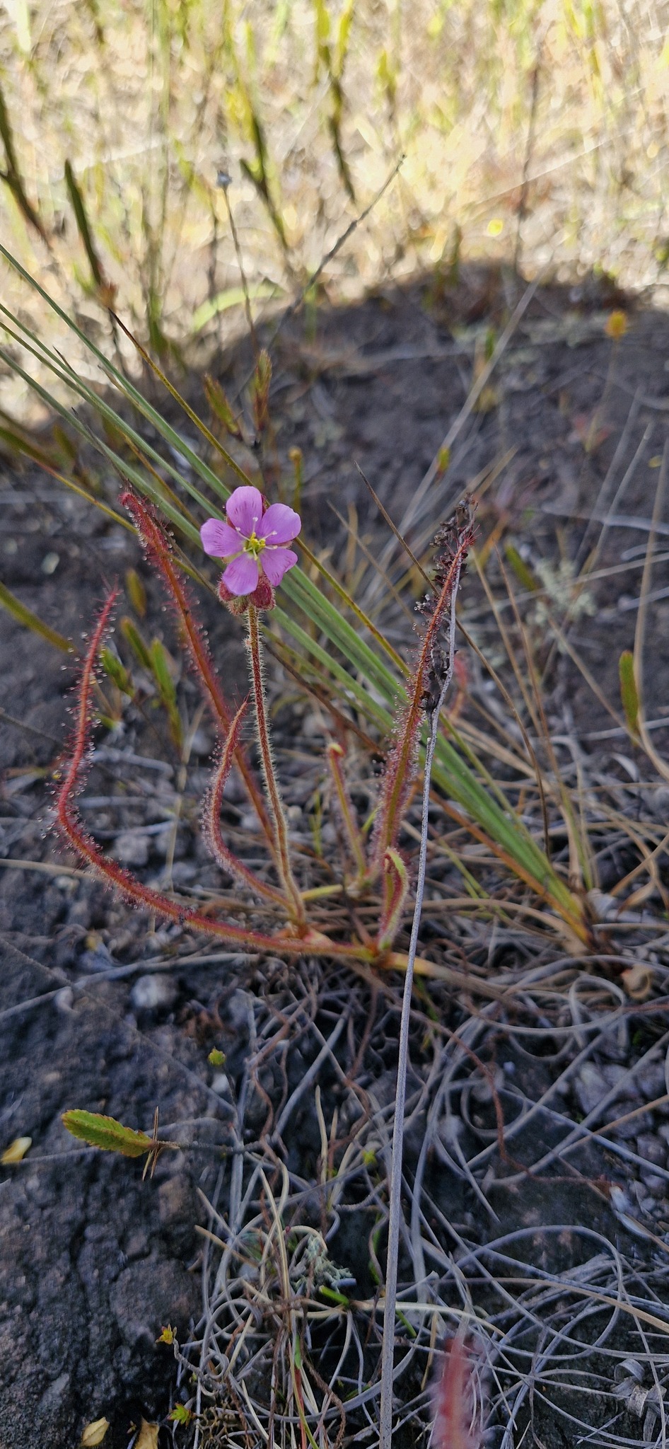 Drosera spiralis