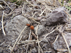 Dasymutilla erythrina