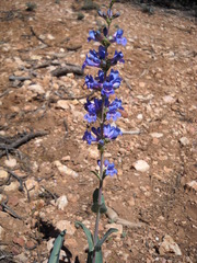 Penstemon pachyphyllus congestus