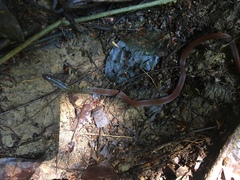 Calamaria grabowskyi