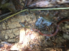 Calamaria grabowskyi