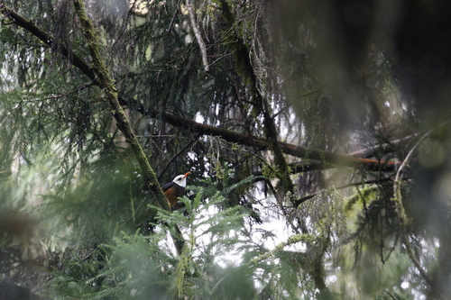 Taiwan Thrush (Turdus niveiceps), photo 6
