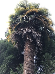 Trachycarpus