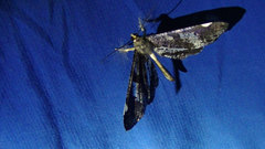 Hedylidae