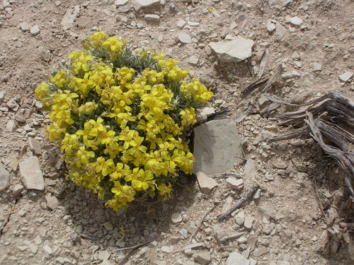 Physaria tumulosa