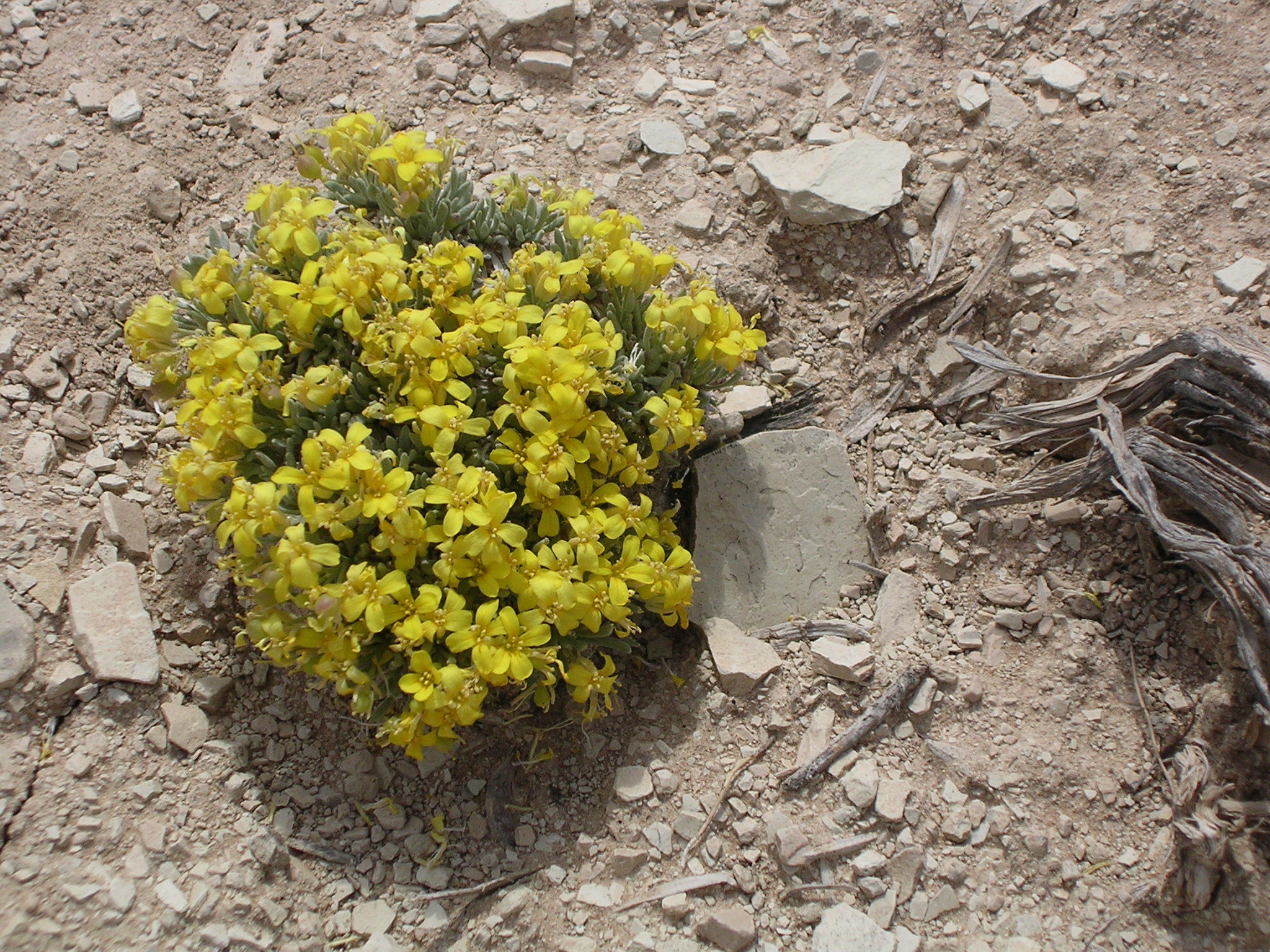 Physaria tumulosa
