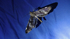 Hedylidae