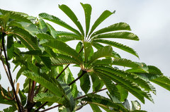 Cecropia sciadophylla