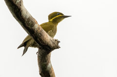 Piculus chrysochloros