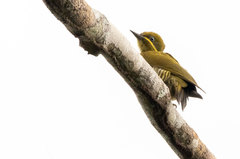 Piculus chrysochloros