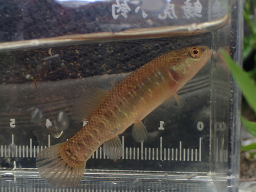 Central Mudminnow