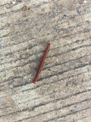 Rusty Millipede